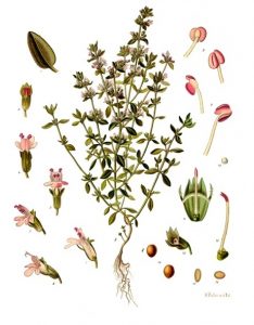 Thymus vulgaris. bron: wikipedia