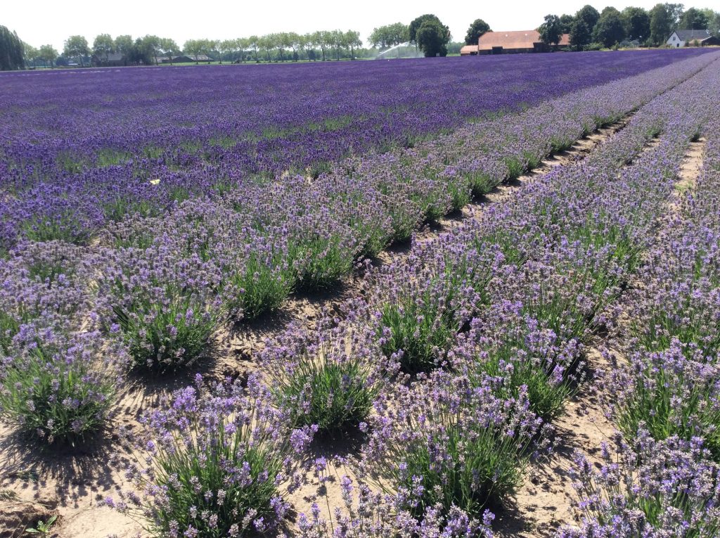 Op het Brabantse lavendelveld!