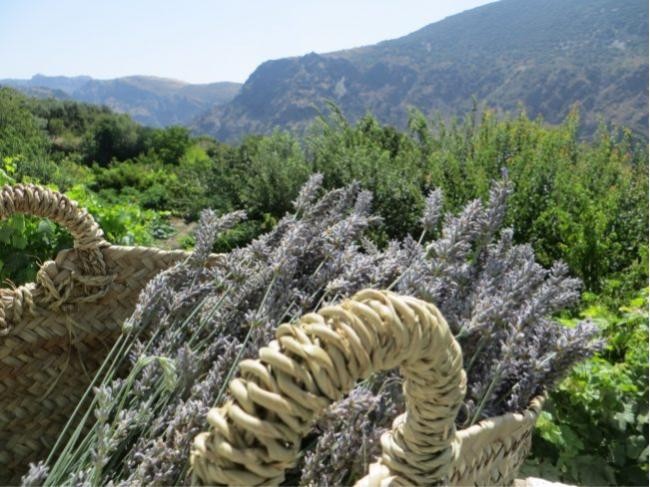 Lavendel stekken voor olieproductie in de Sierra Nevada