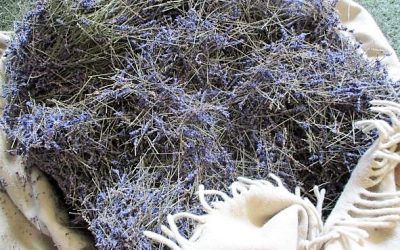 Lavendelolie uit Brabants voedselbos Zundert